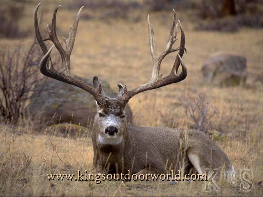 Big Buck Deer Clipart Quot Foot Mule Image