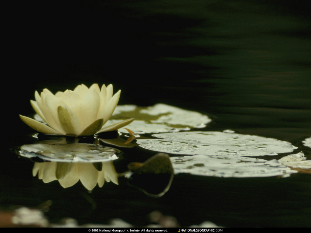 Lily Pad Wallpaper Group Picture Image By Tag Keywordpictures