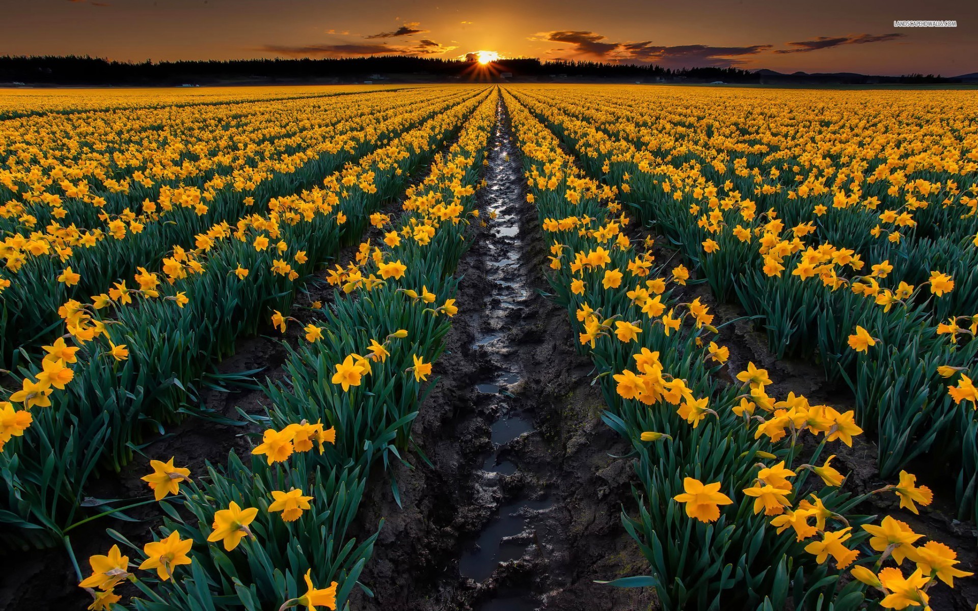 Daffodils Field Trees Sunset Wallpaper