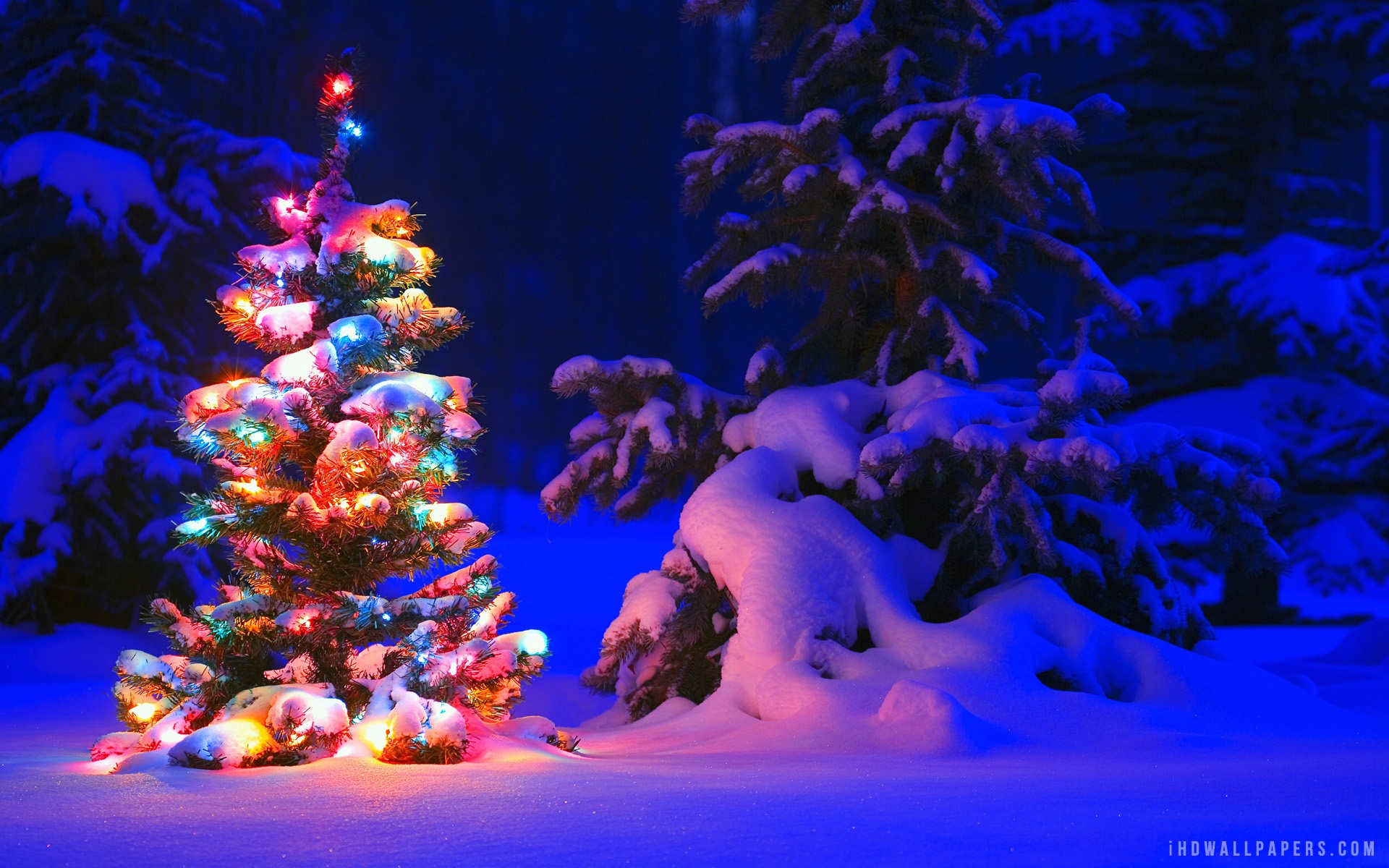 Pre Lighted Christmas Trees Wallpaper
