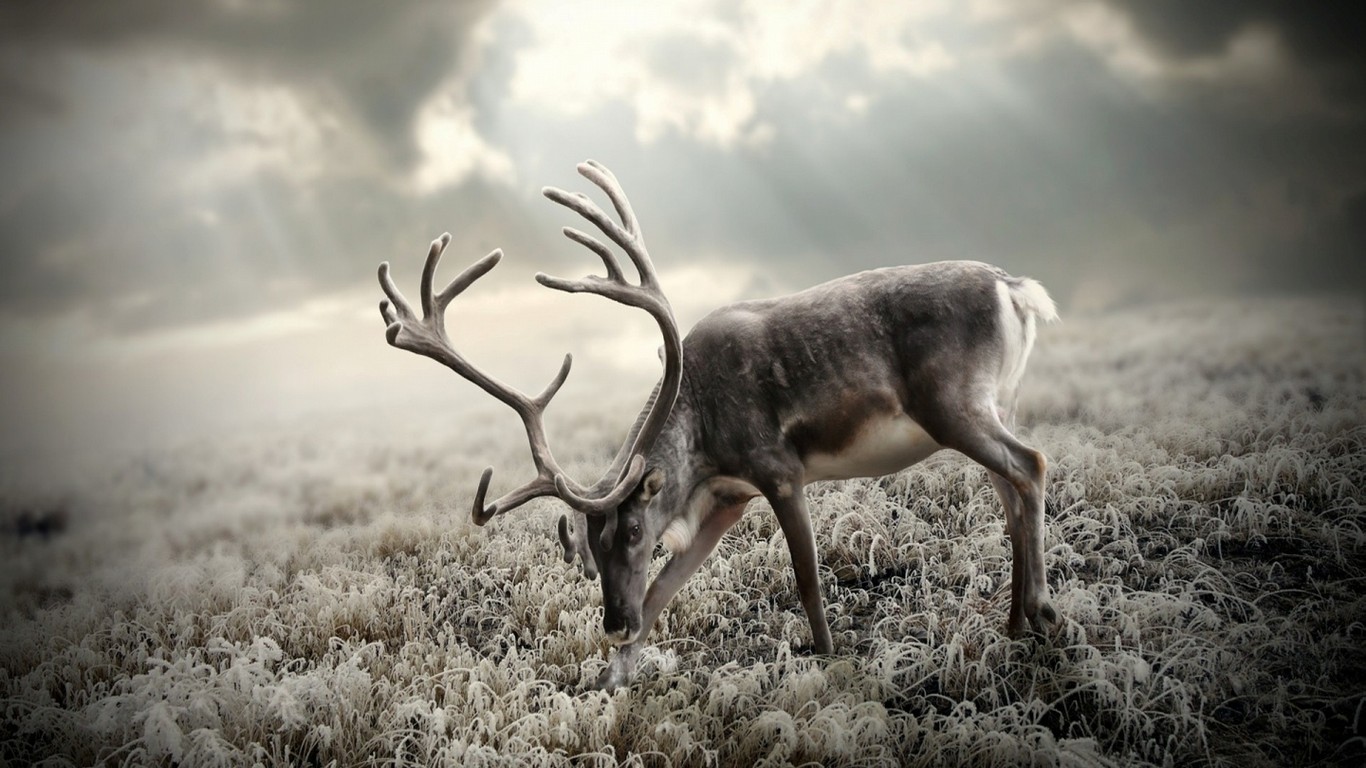 Reindeer Antlers HD Wallpaper High Quality