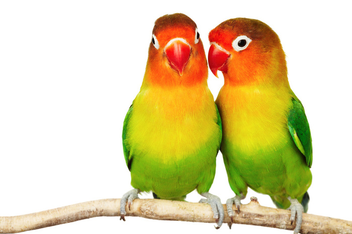 Wallpaper Birds Cute Love Desktop