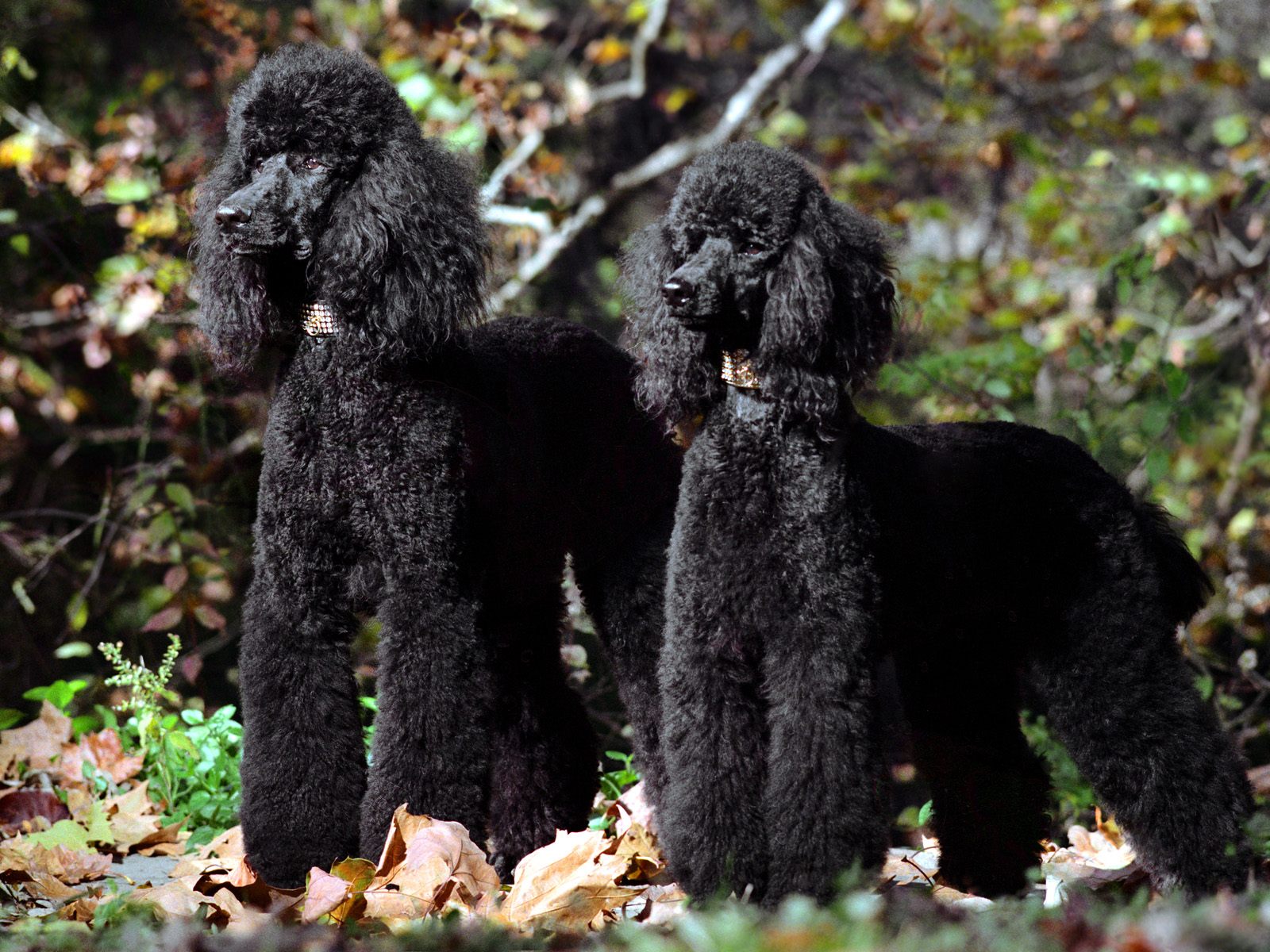 Black Poodles Standard And Toy