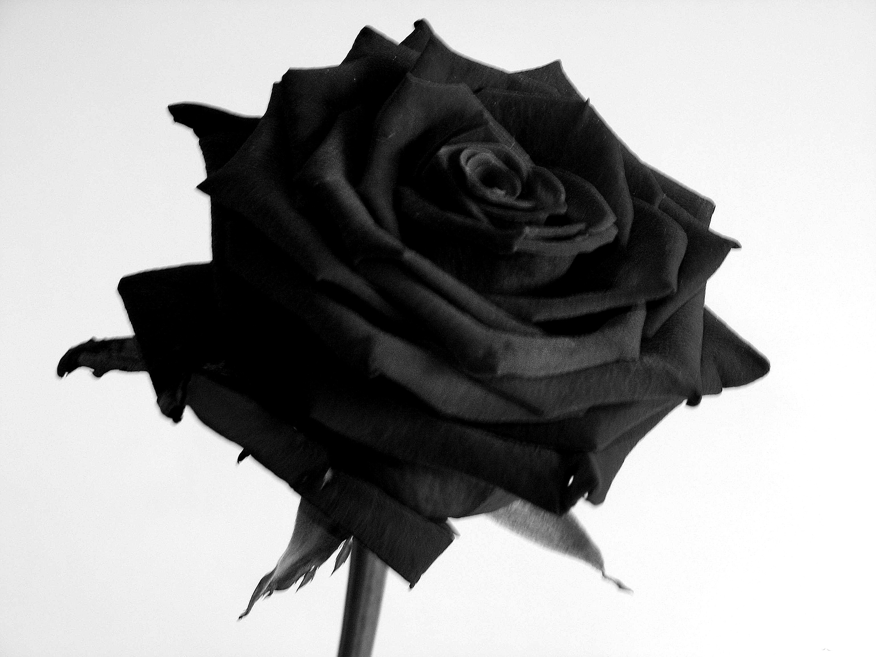 Black Rose Wallpaper High Quality