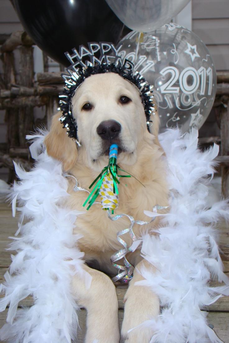 Ben S First New Year Celebration Happy Dog