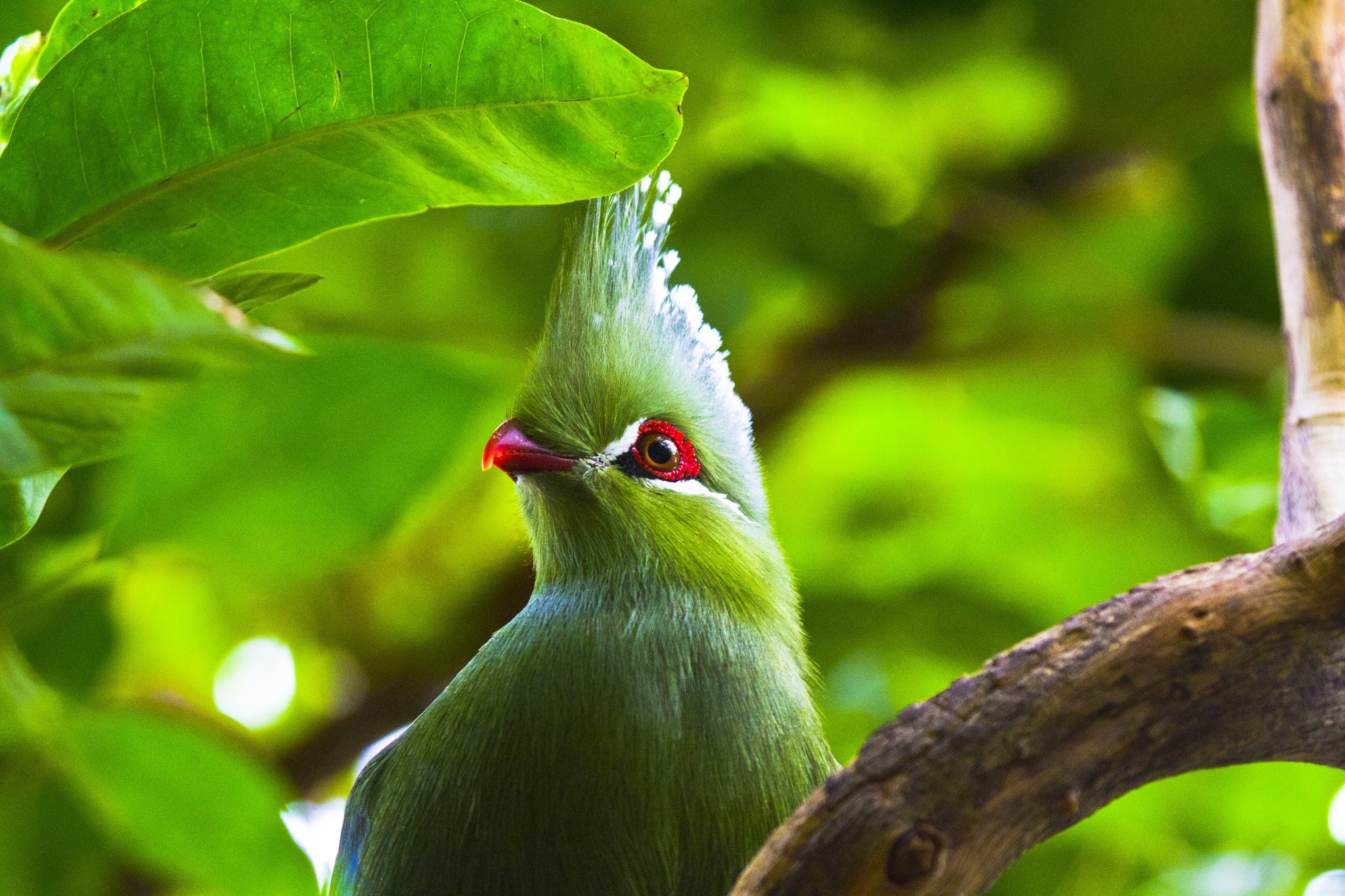 A vibrant green Knysna Turaco bird with a distinctive white crest perched on a branch, its red beak and eye standing out against its plumage