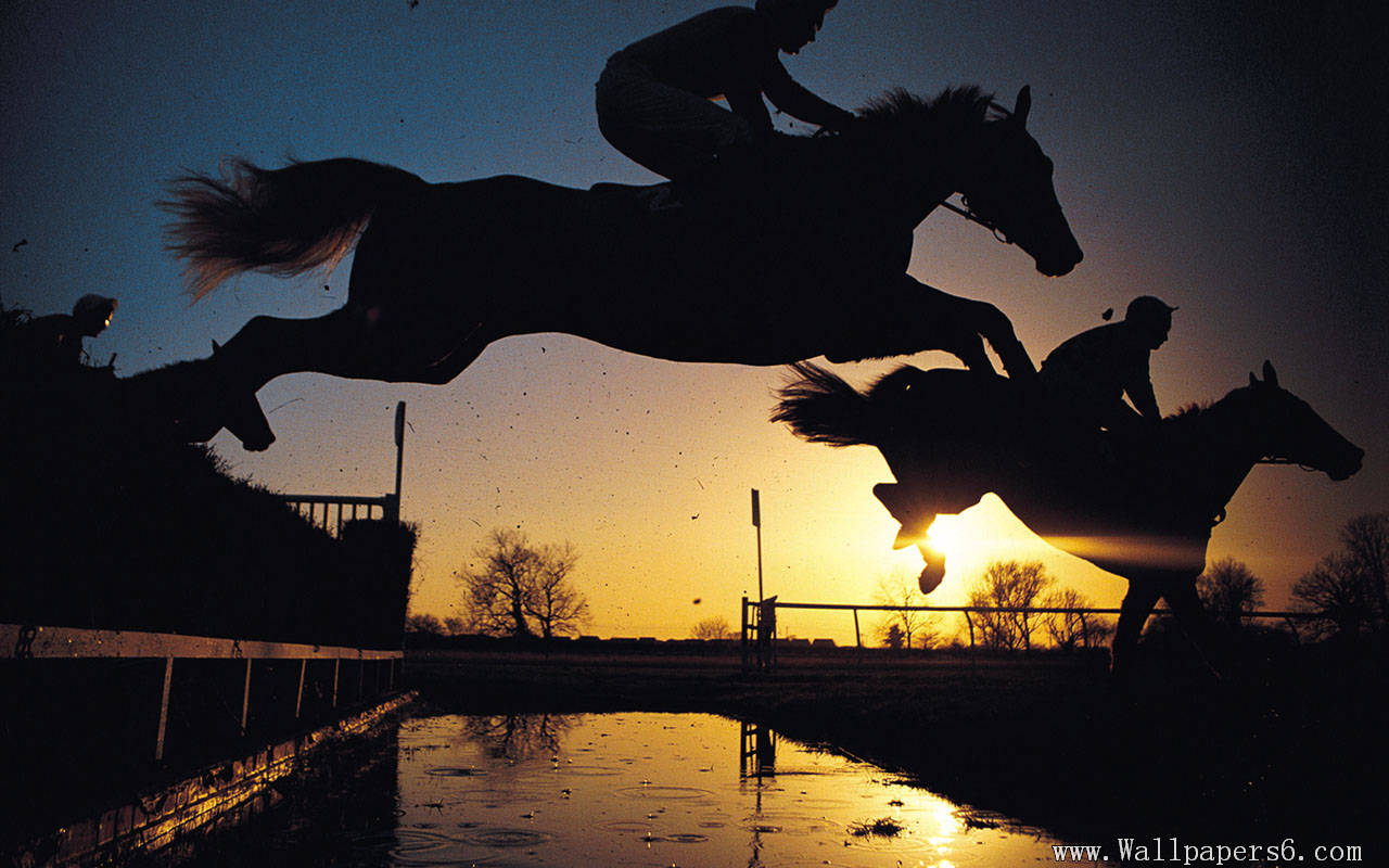 Wallpaper Horse Race Sports