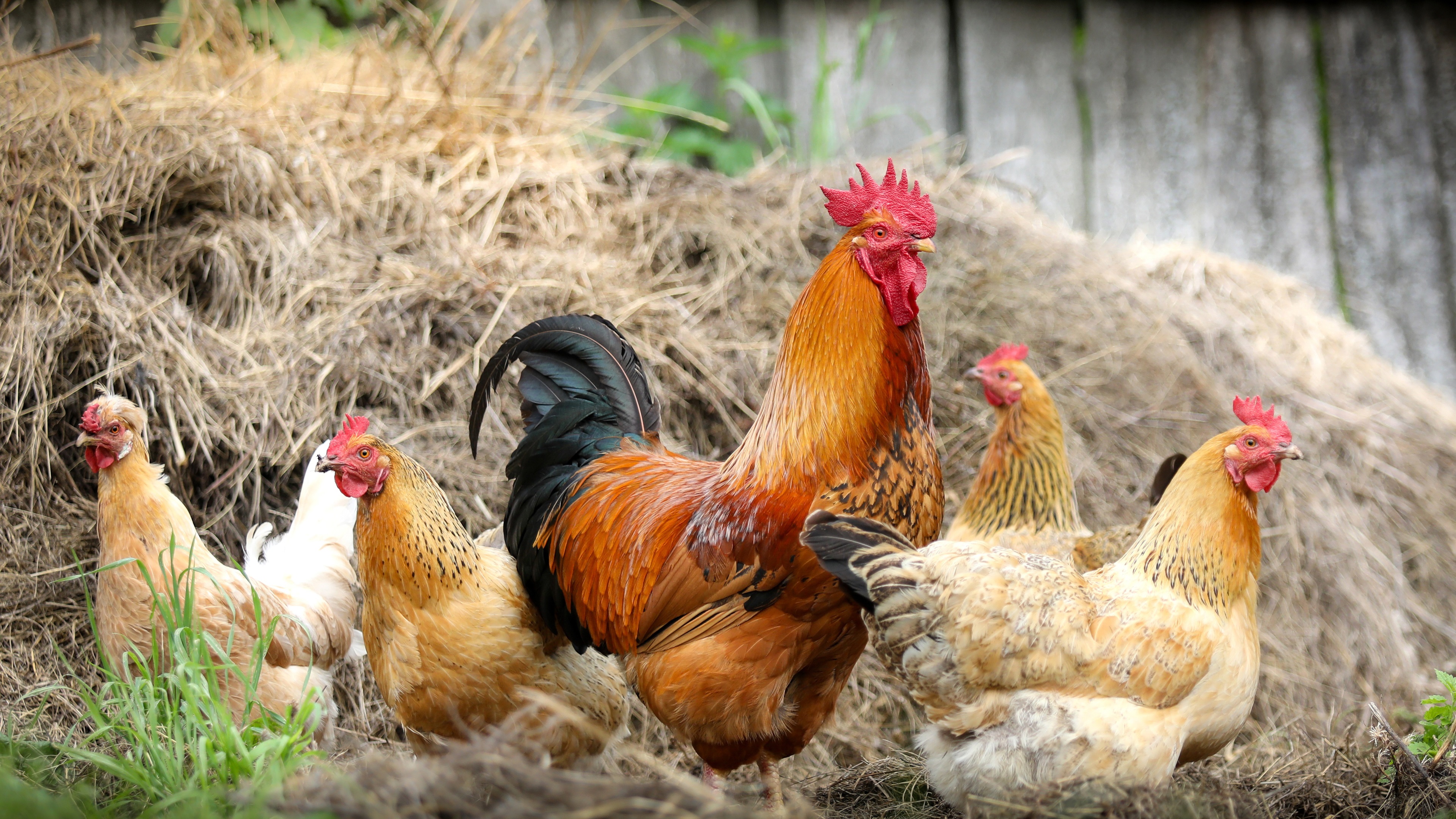 Wallpaper Cock And Hens Chickens UHD 4k Picture Image