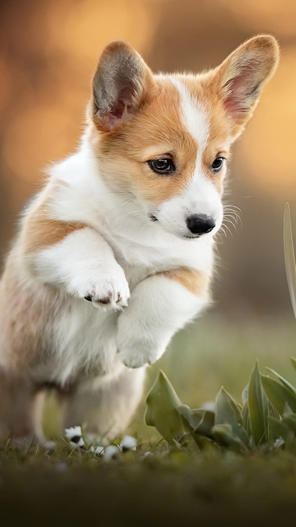 Corgi Puppy Pet Dog Pure 4k Ultra HD Mobile Wallpaper