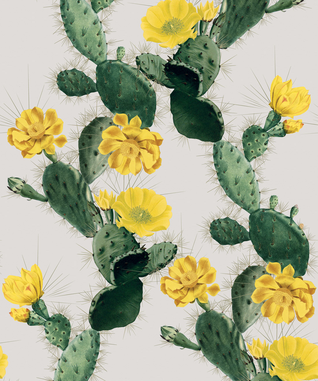 Alluring Cactus Wallpaper Bold Bright Cacti Design Milton King