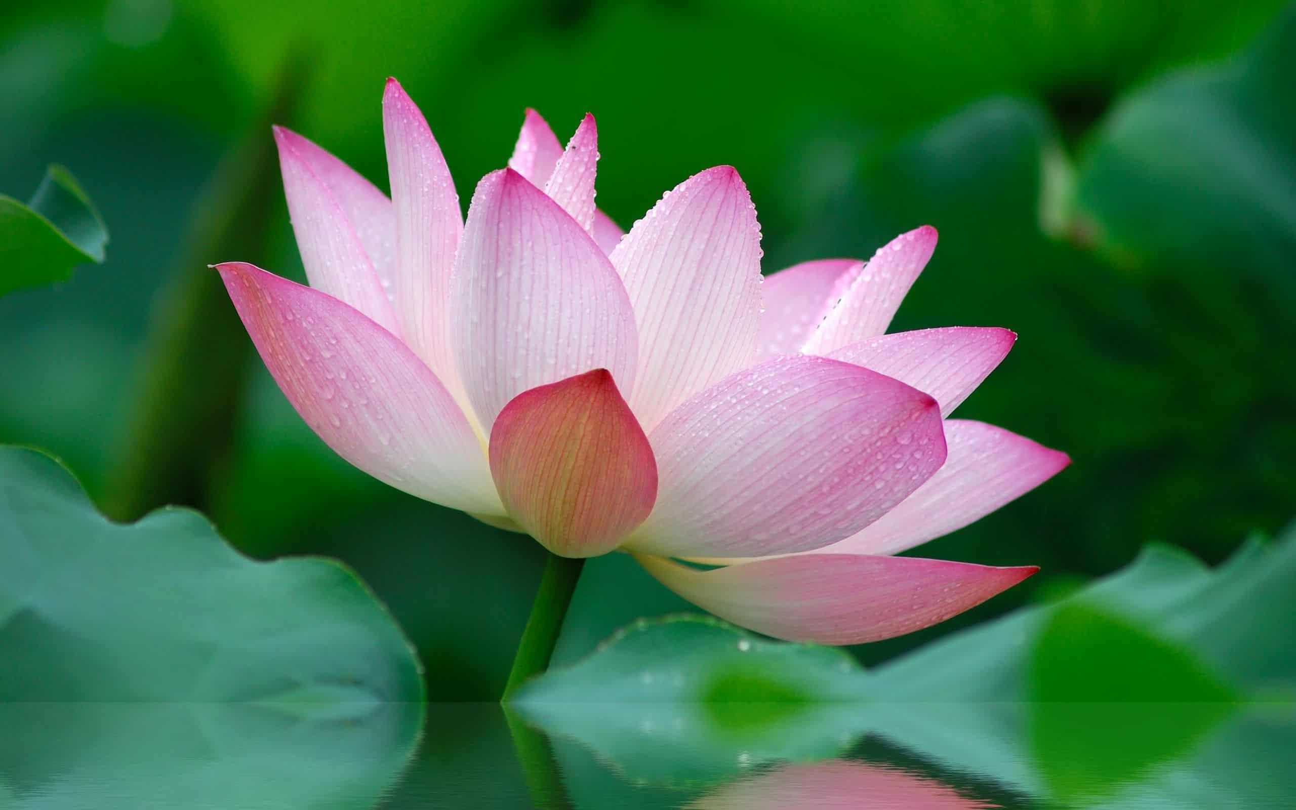 Desktop Lotus Wallpaper