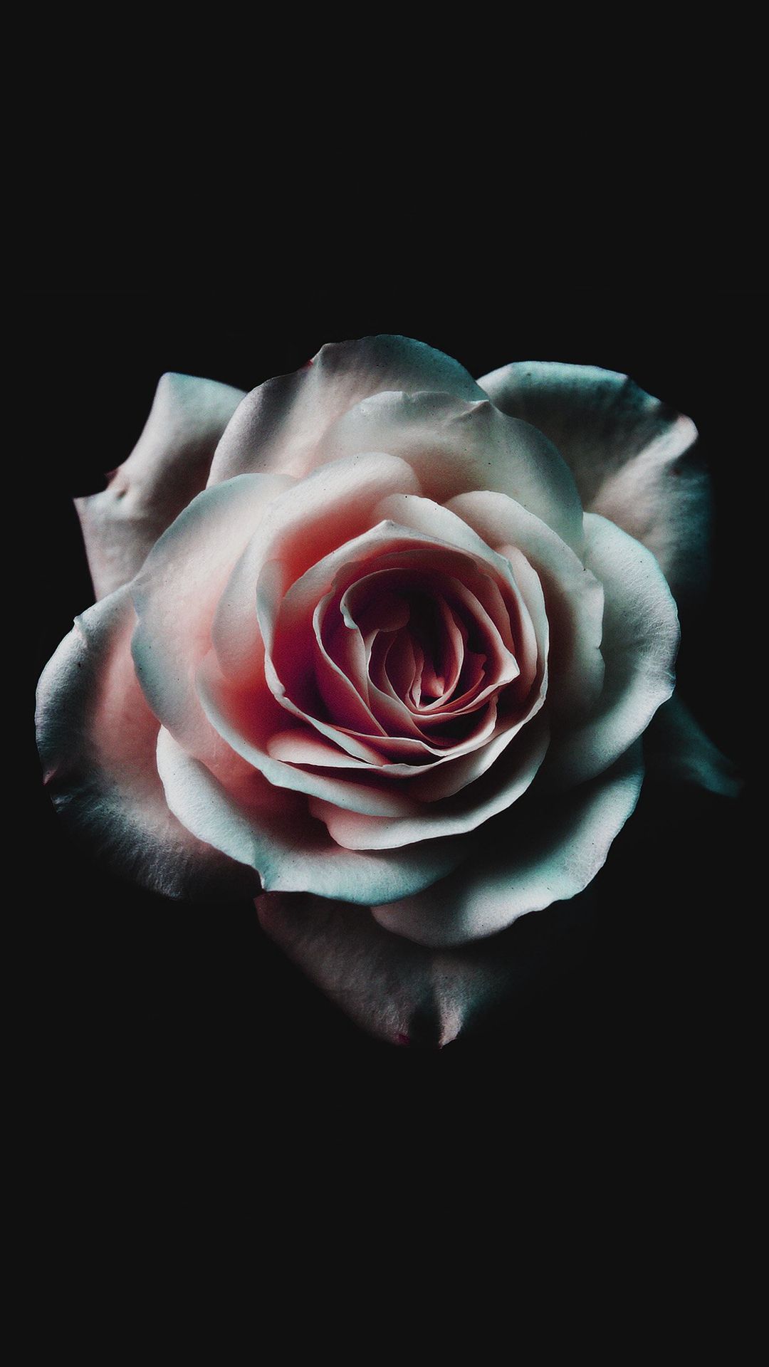 Black Roses iPhone Wallpaper On