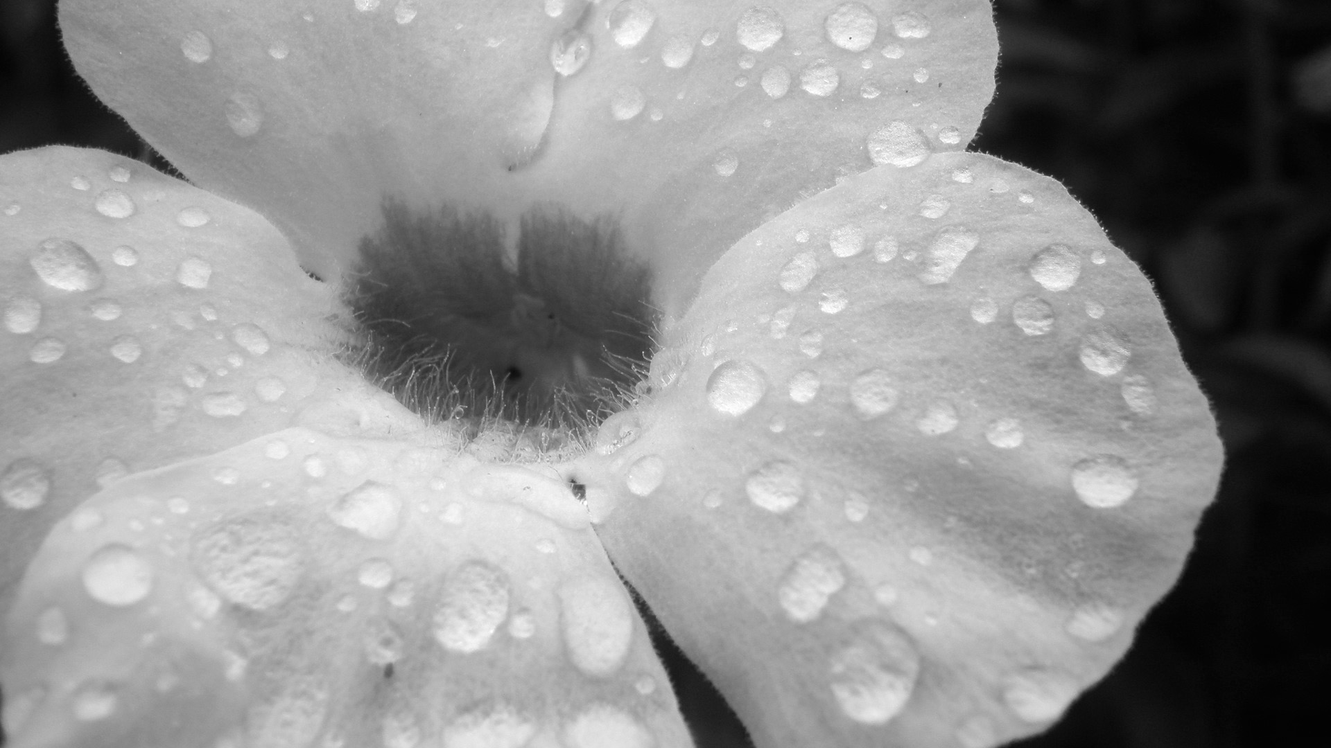 Free Download Black And White Floral Desktop Wallpapers Free Flowers Wallpapers 1920x1080 For 