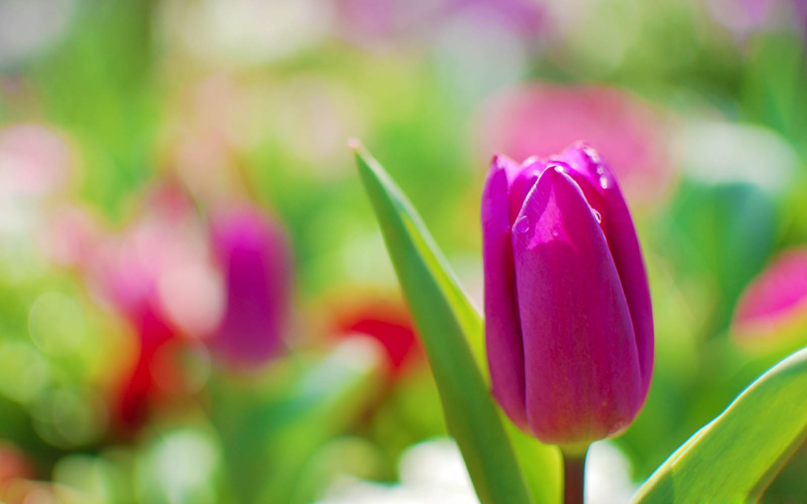Tulips Flowers Wallpaper Background Photos Image And Pictures For