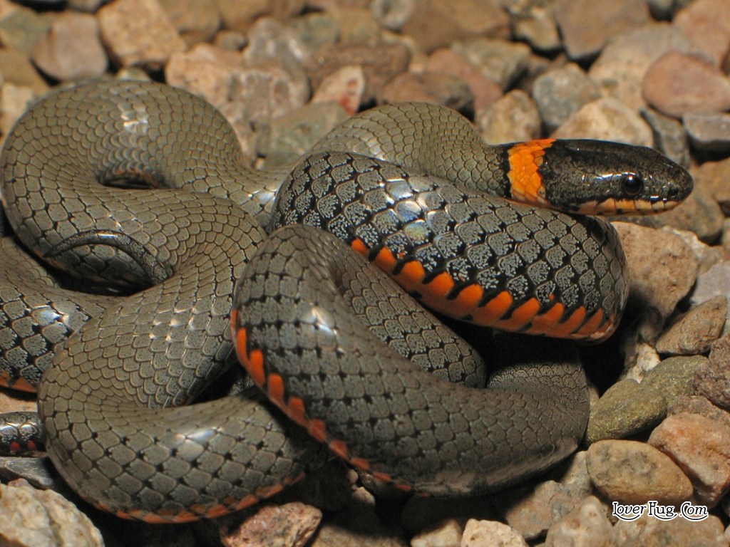 Anaconda Python Snake HD Wallpaper Jpg