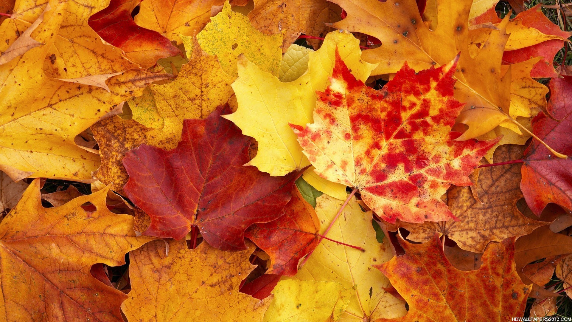 Fall Wallpaper Pictures HD