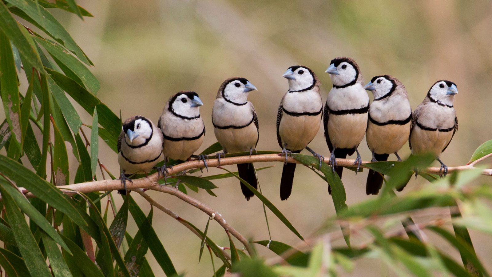 Barred Finches Bing Wallpaper