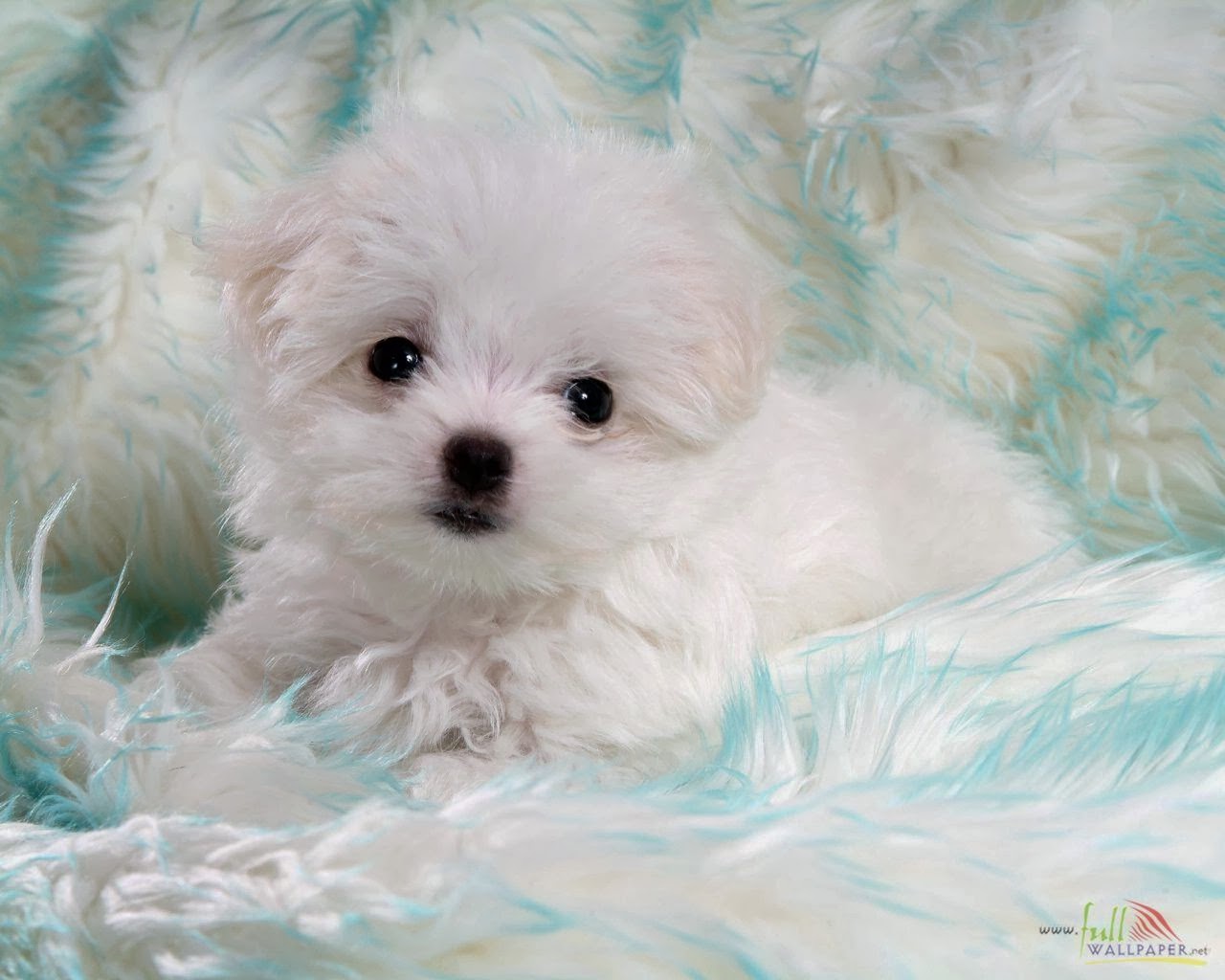 [49+] Dog Wallpaper for Walls on WallpaperSafari