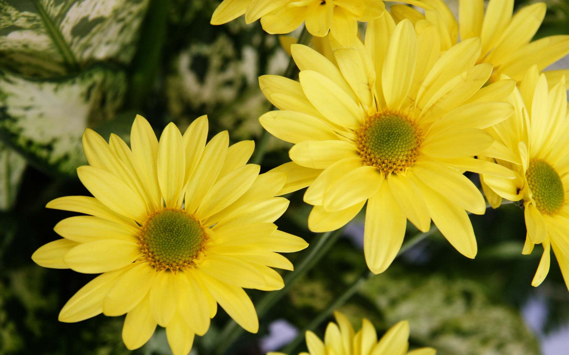 Yellow Flowers Wallpaper High Resolution With