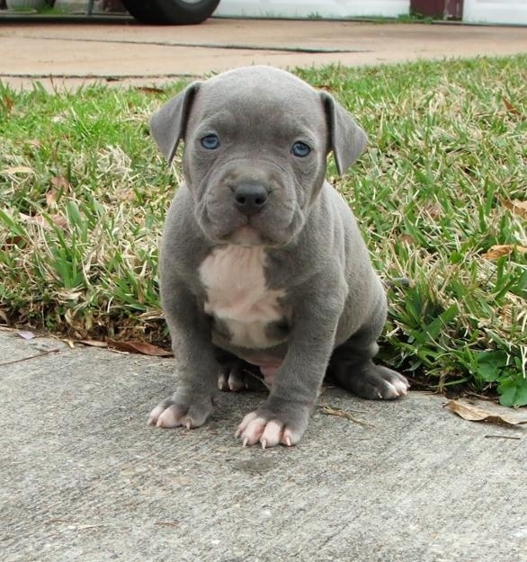 Adorable Pit Bull Puppy