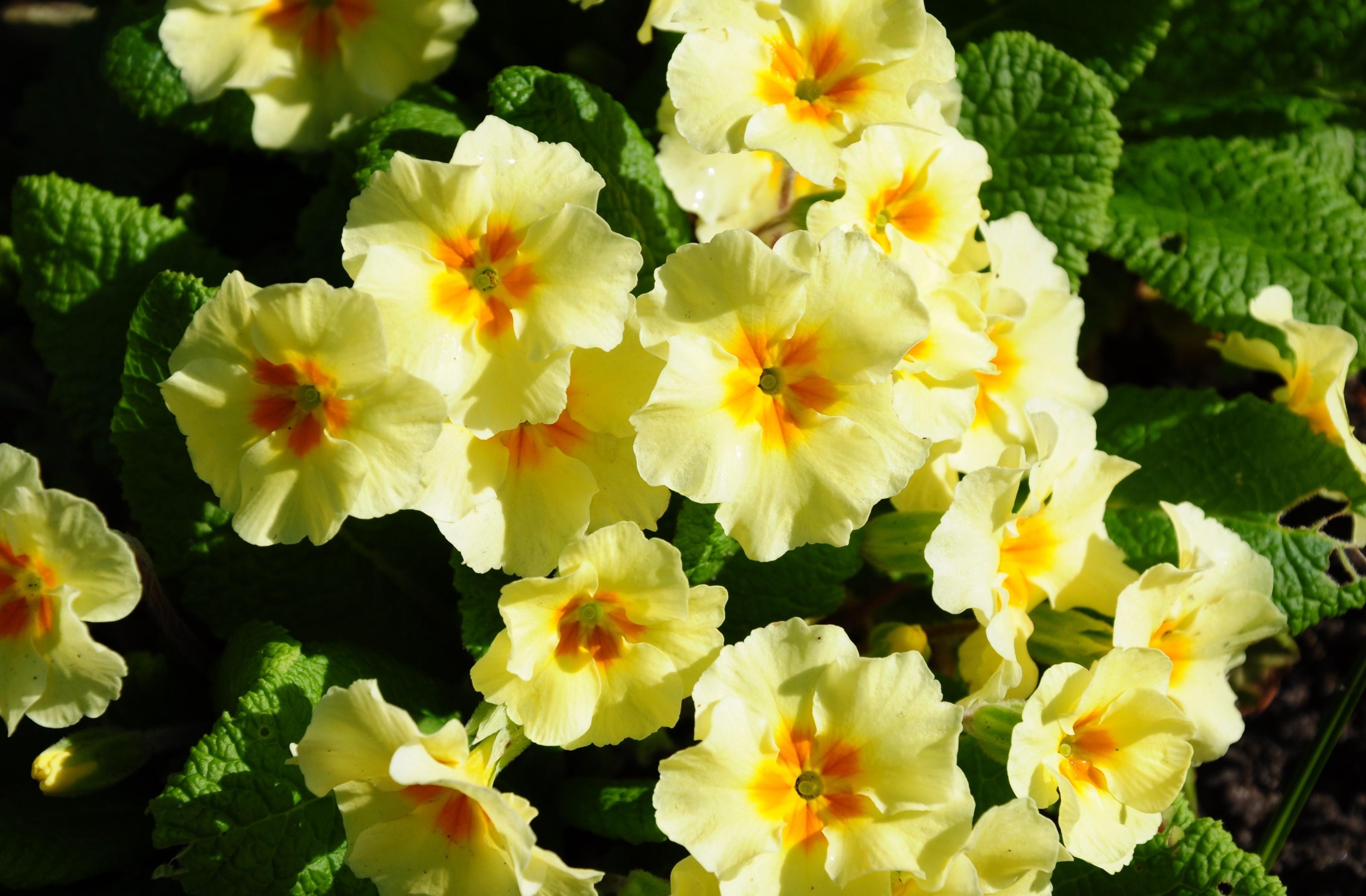 Primrose Flowers Herbs Flowerbed Sunny Stock Photos Image