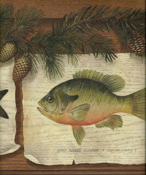  Fishing Home Pinterest Wallpaper Borders Fishing and Gone Fishing 570x685