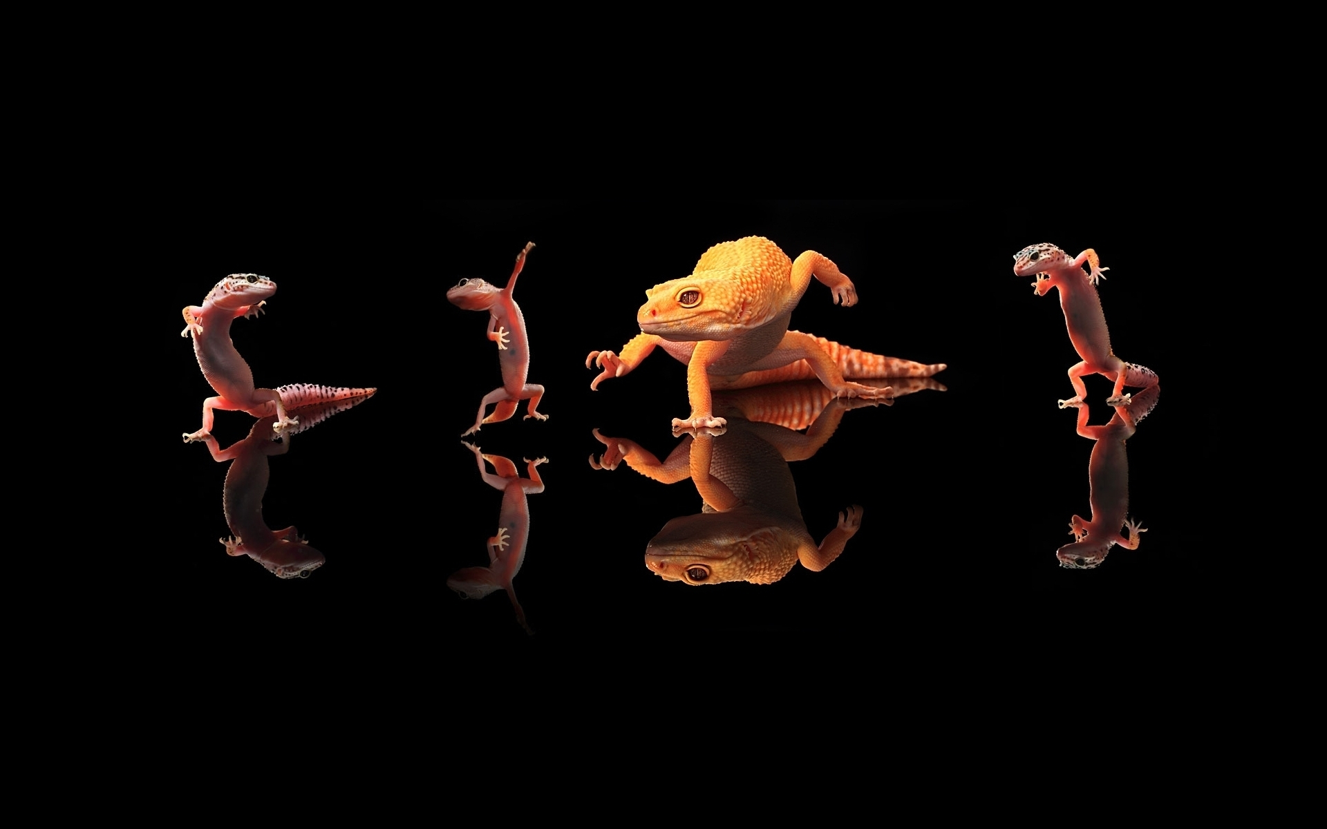 Cool Reptiles Wallpaper