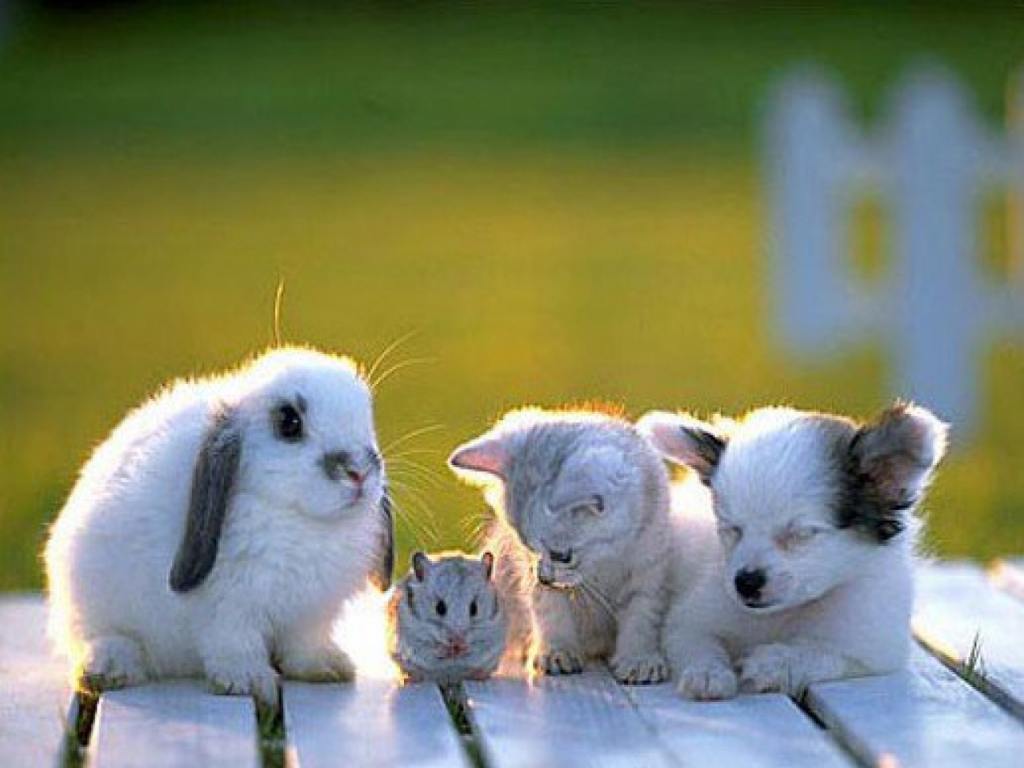 Wallpaper For Gt Background Image Baby Animals