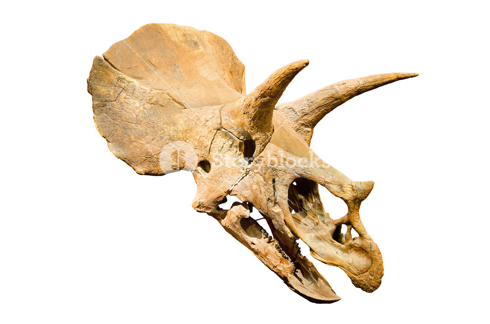 Dinosaur Skeleton Triceratops Fossil Skull Over White Isolated