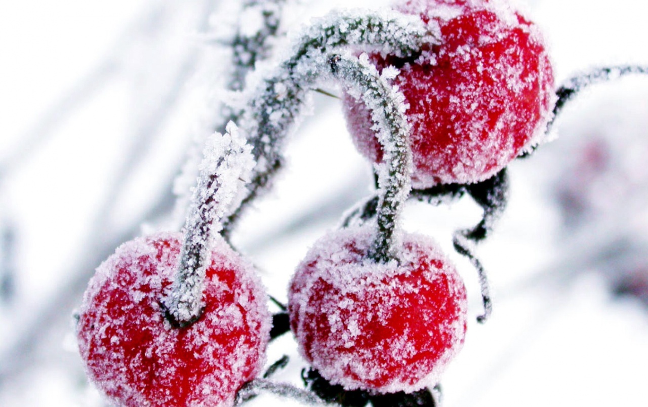 Frosted Cranberry Wallpaper Stock Photos