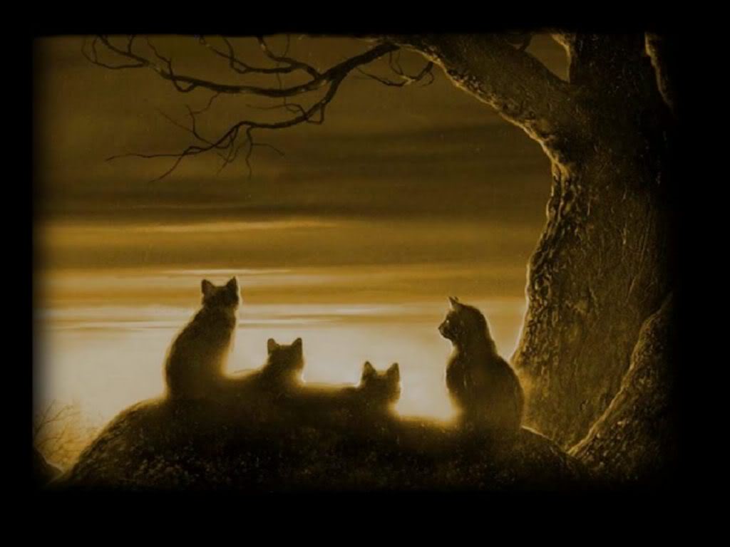 My Top Collection Warriors Cats Wallpaper