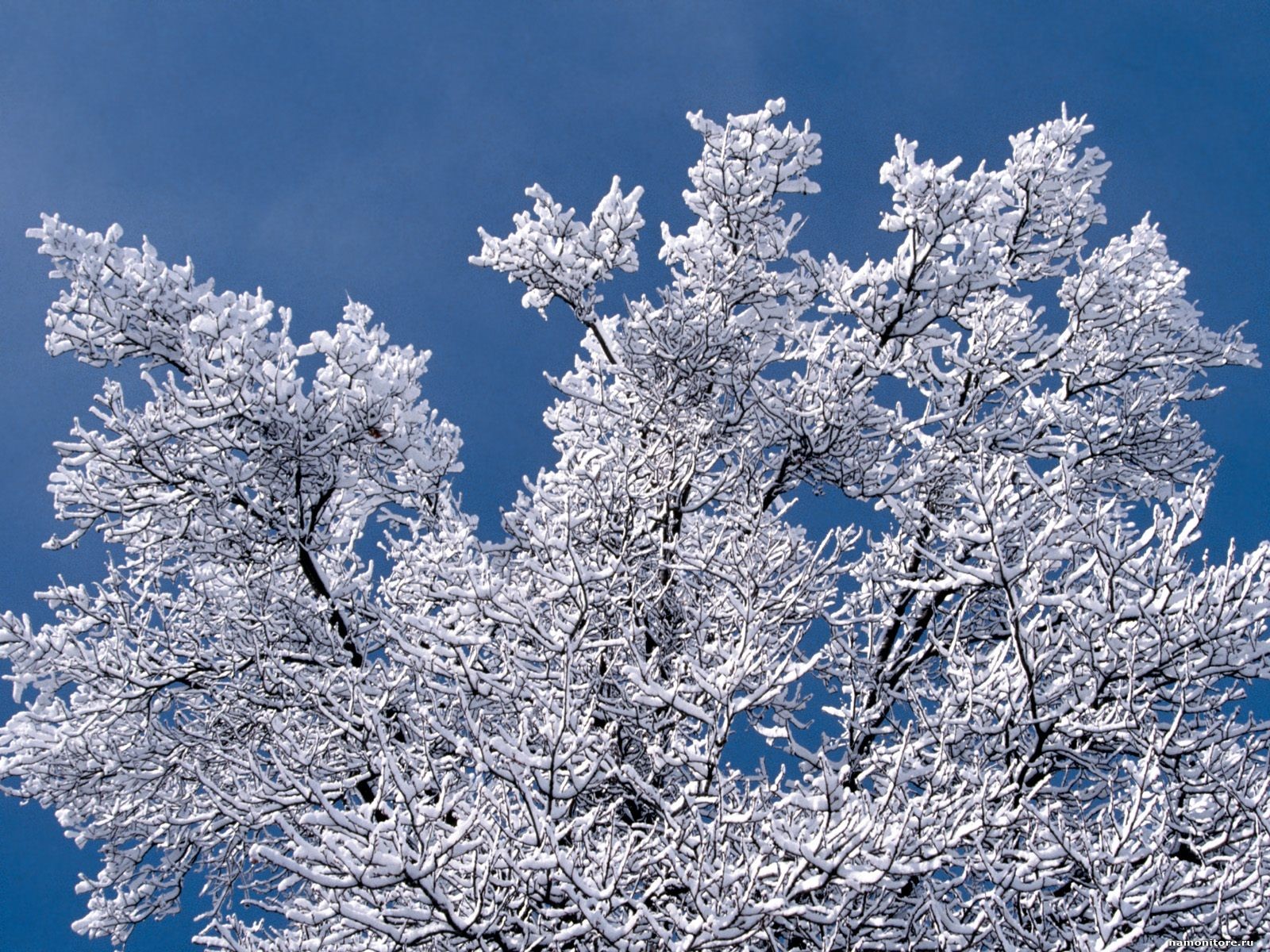 Minnesota Snow Branches Nature Winter Wallpaper