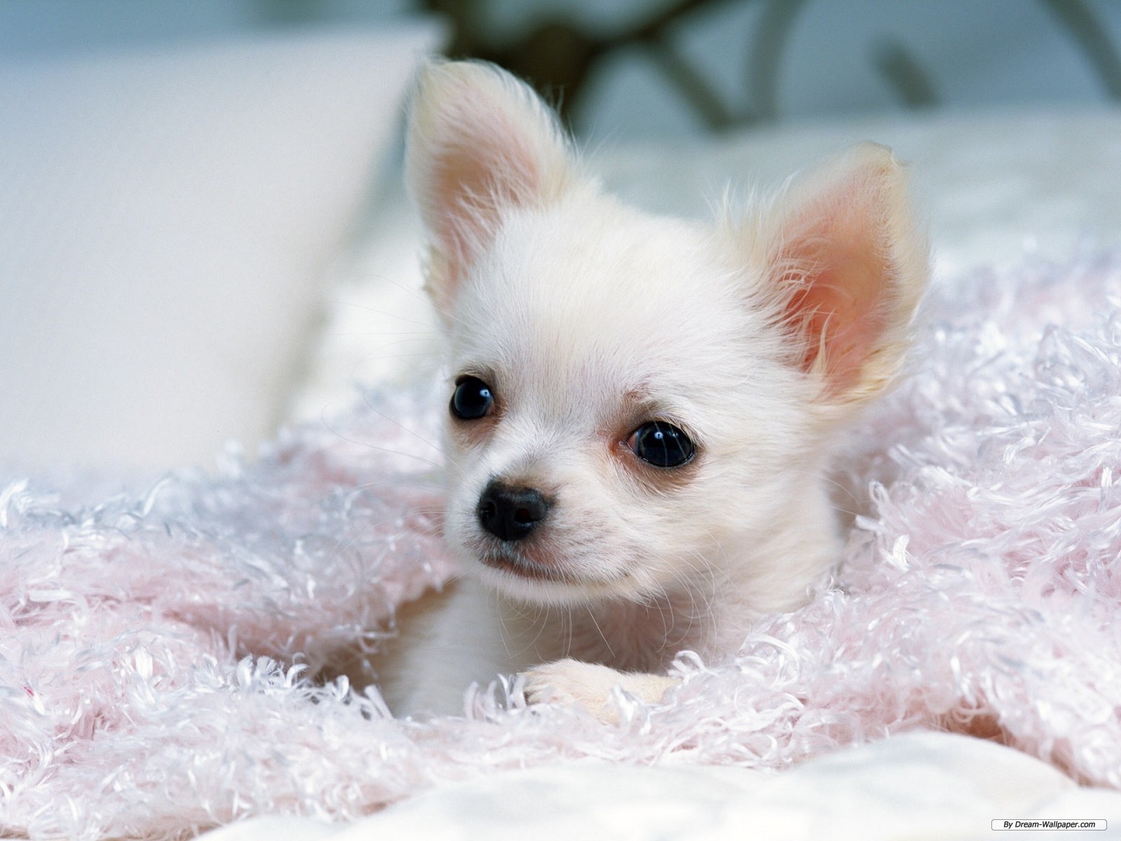 Gorgeous Chihuahua Wallpaper