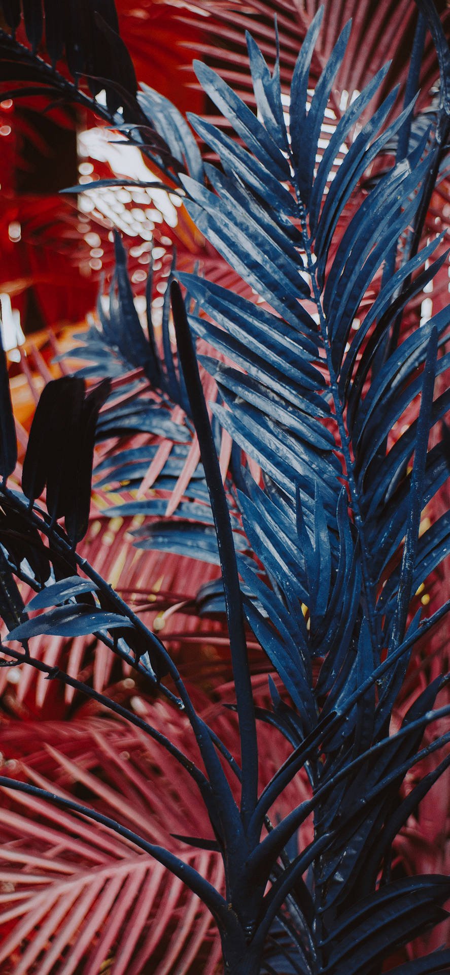 A Touch Of Nature With An iPhone Wallpaper