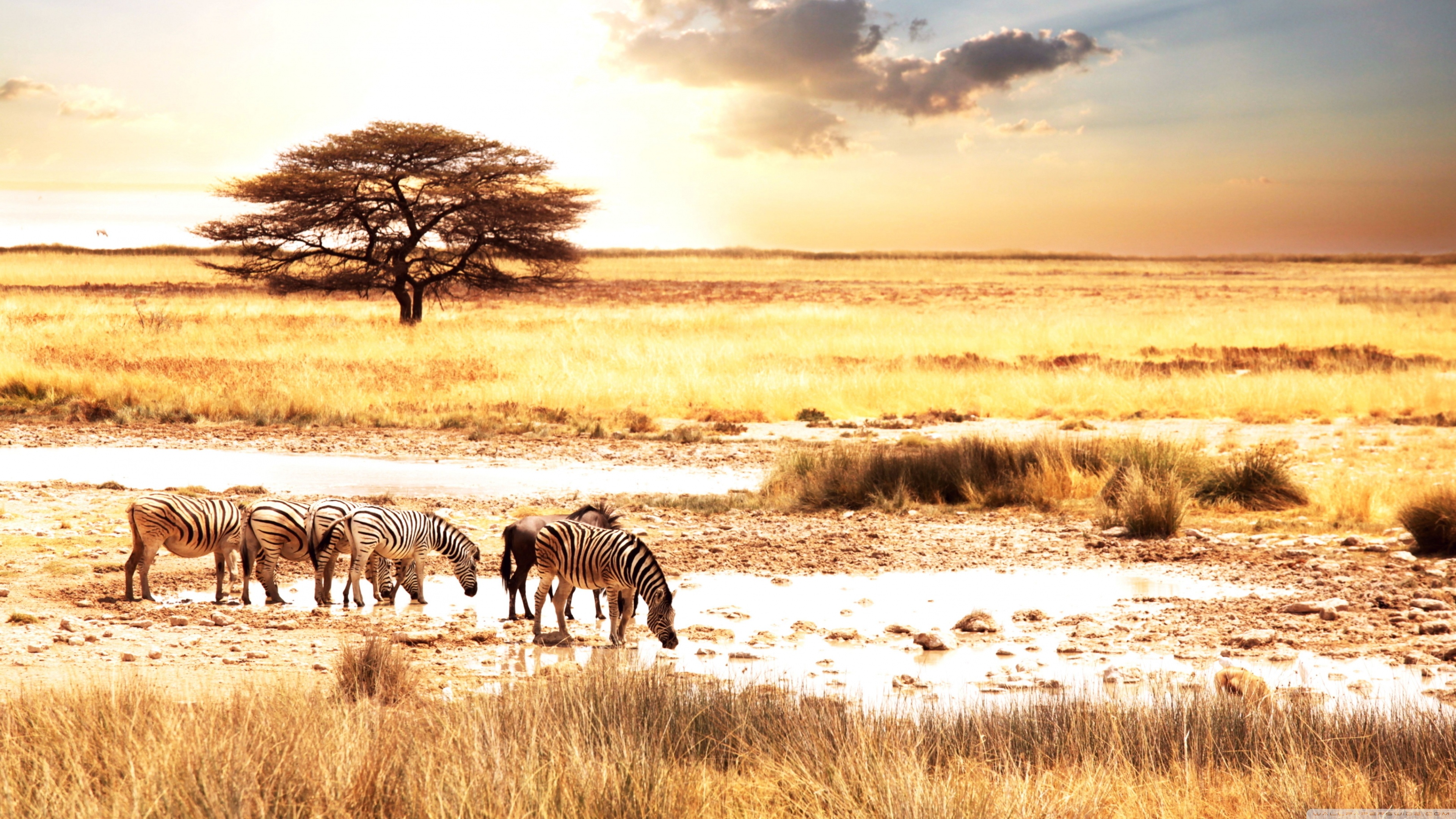 Savanna Wallpaper