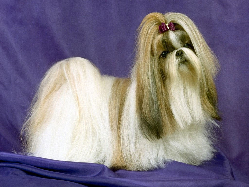 Lhasa Apso Dog Portrait Photo And Wallpaper Beautiful