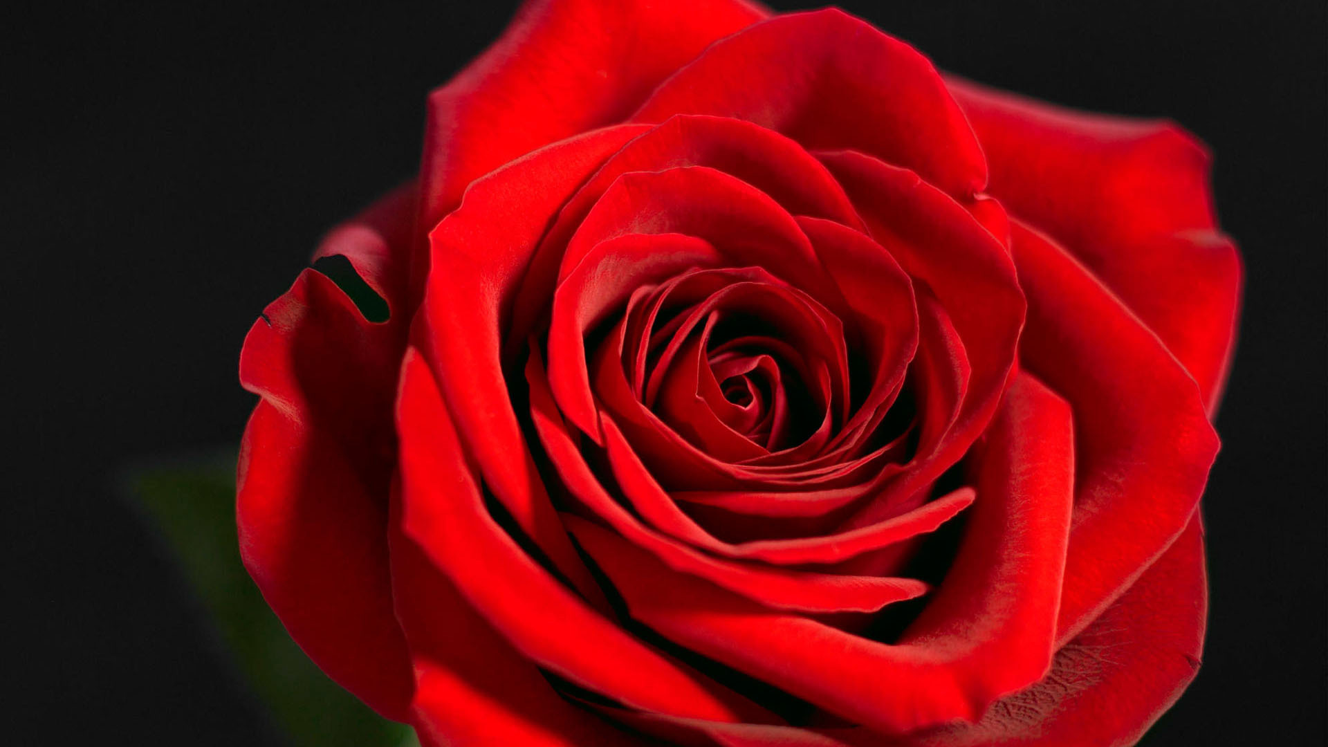 Beautiful Red Rose On A Black Background Closeup Wallpaper And Image