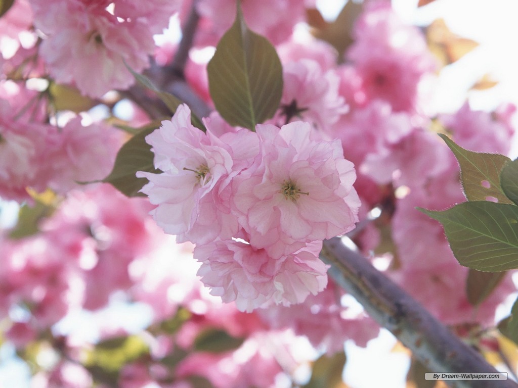 Wallpaper Flower Cherry Blossom