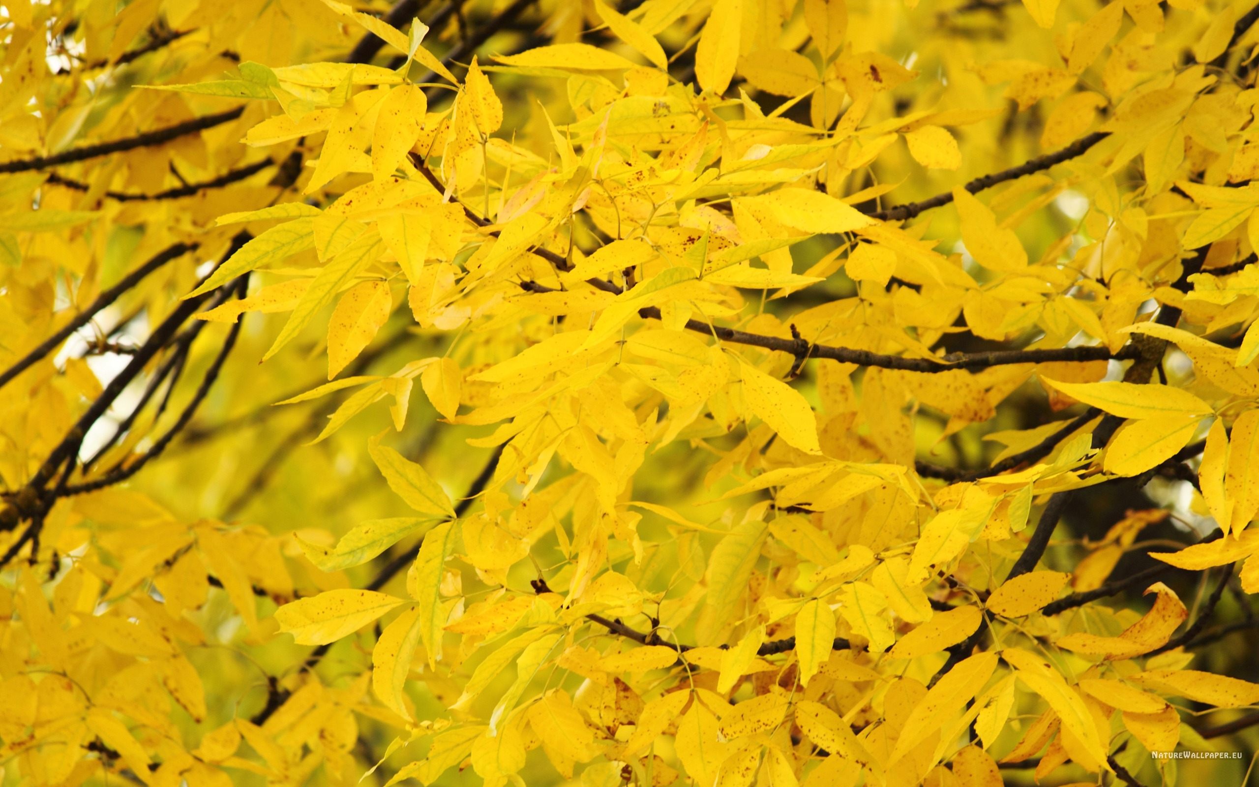 Wallpaper Background Leaves Yellow Tree