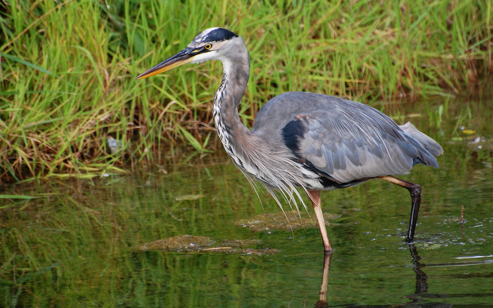 Suzanne Britton Nature Photography Great Blue Heron