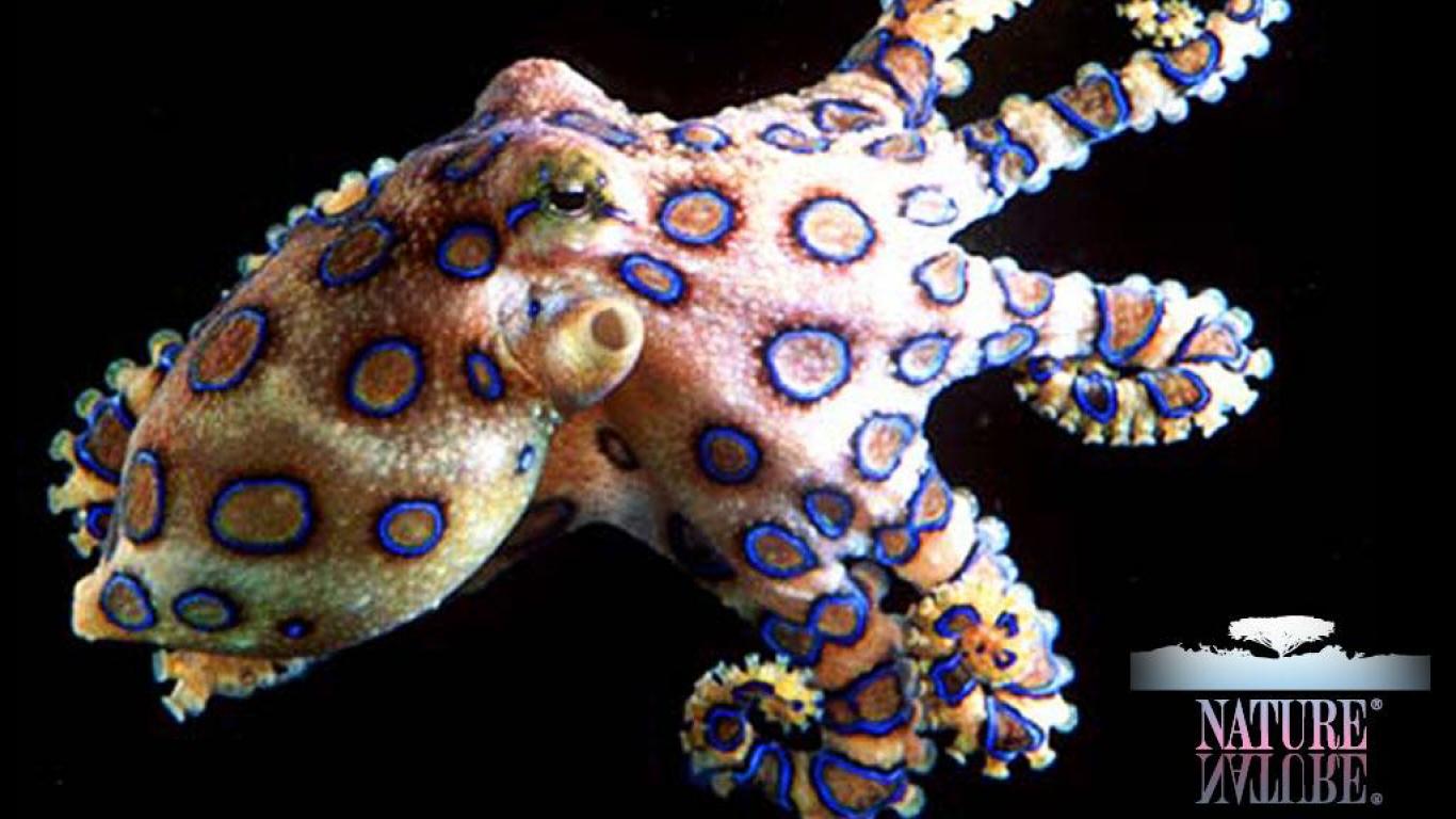 [44+] Blue Ring Octopus Wallpaper on WallpaperSafari