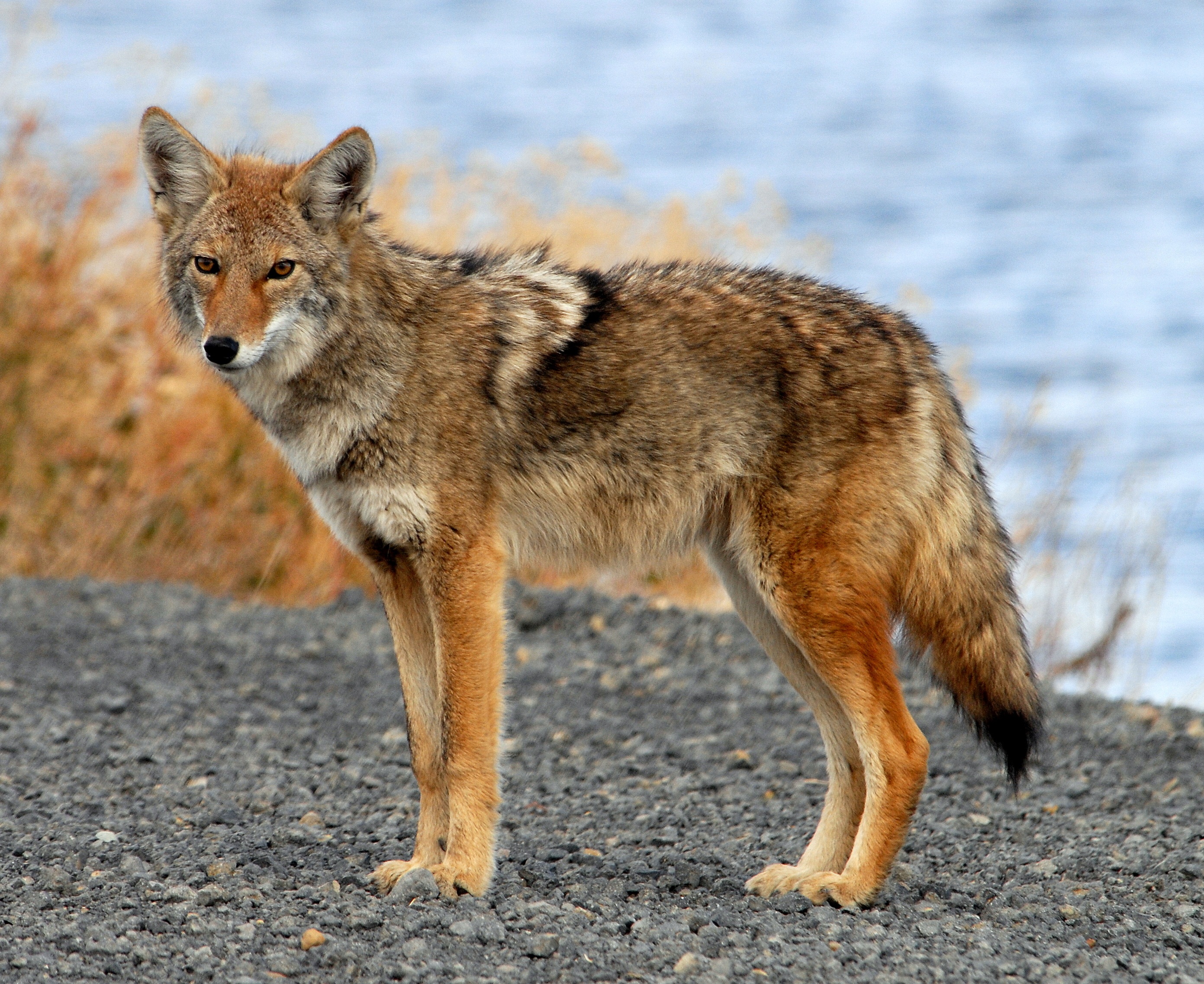 File Coyote Tule Lake Ca Jpg Wikimedia Mons