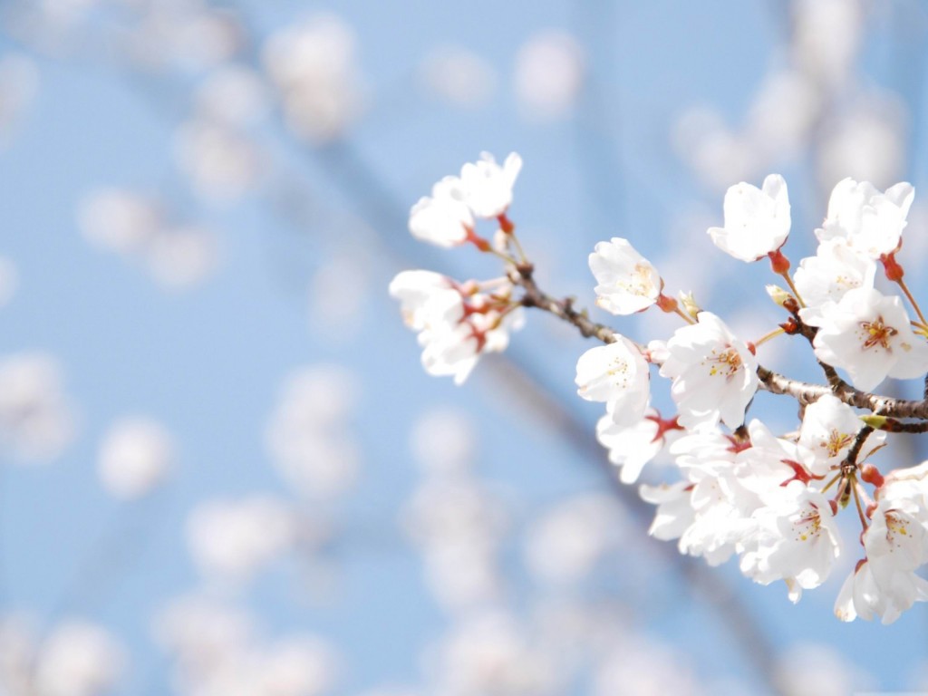Cherry Blossom Spring Desktop HD Wallpaper Flowers