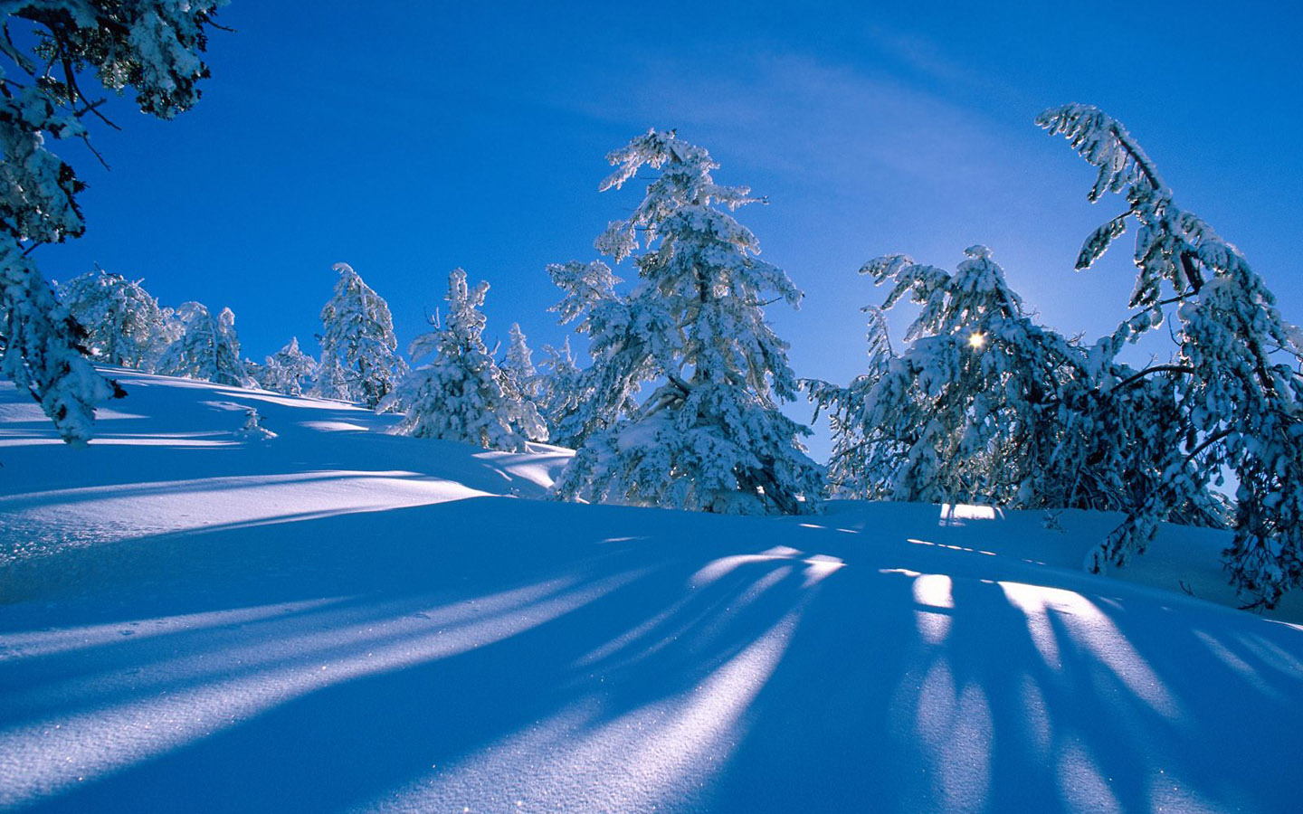 Winter wonderland Dreamy Snow Scene wallpaper 1440x900