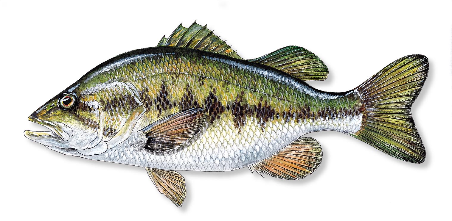 Largemouth Bass Fish In Water Florida And Wildlife