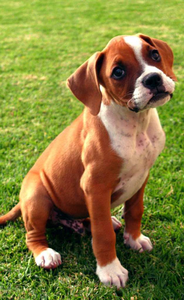Cute Fawn Boxer Puppy Sitting On Grass Puppies Wallpaper Picture
