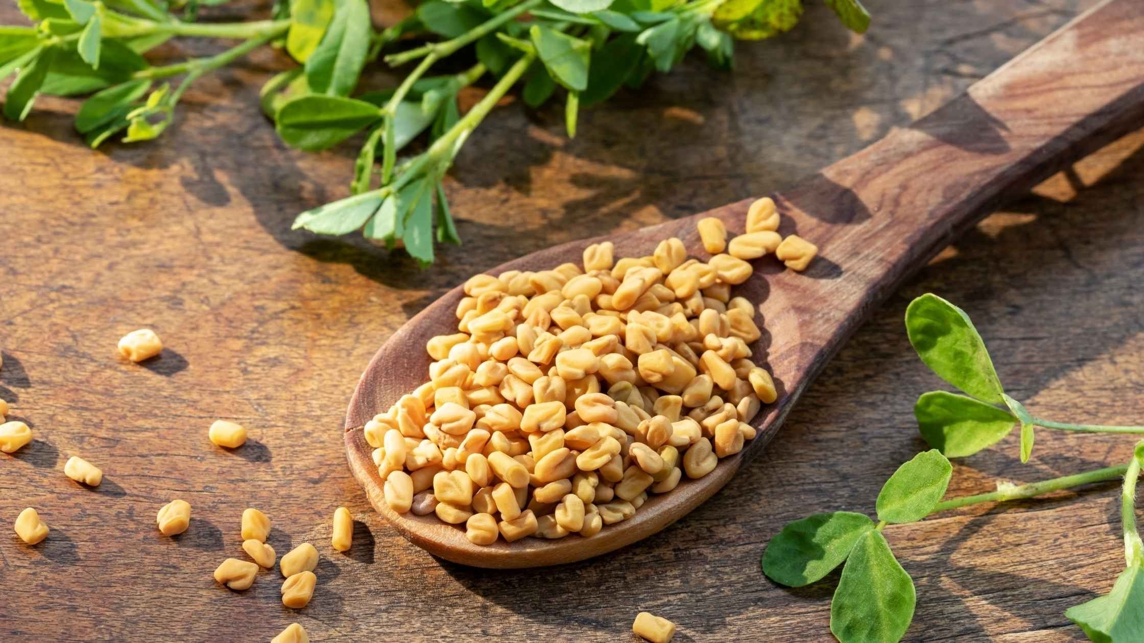 Fenugreek Wallpaper