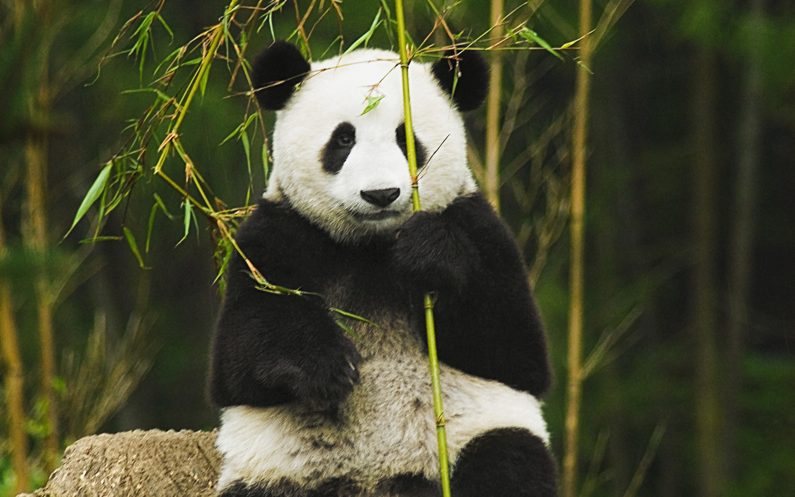 Panda Background For Puter Wallpaper HD