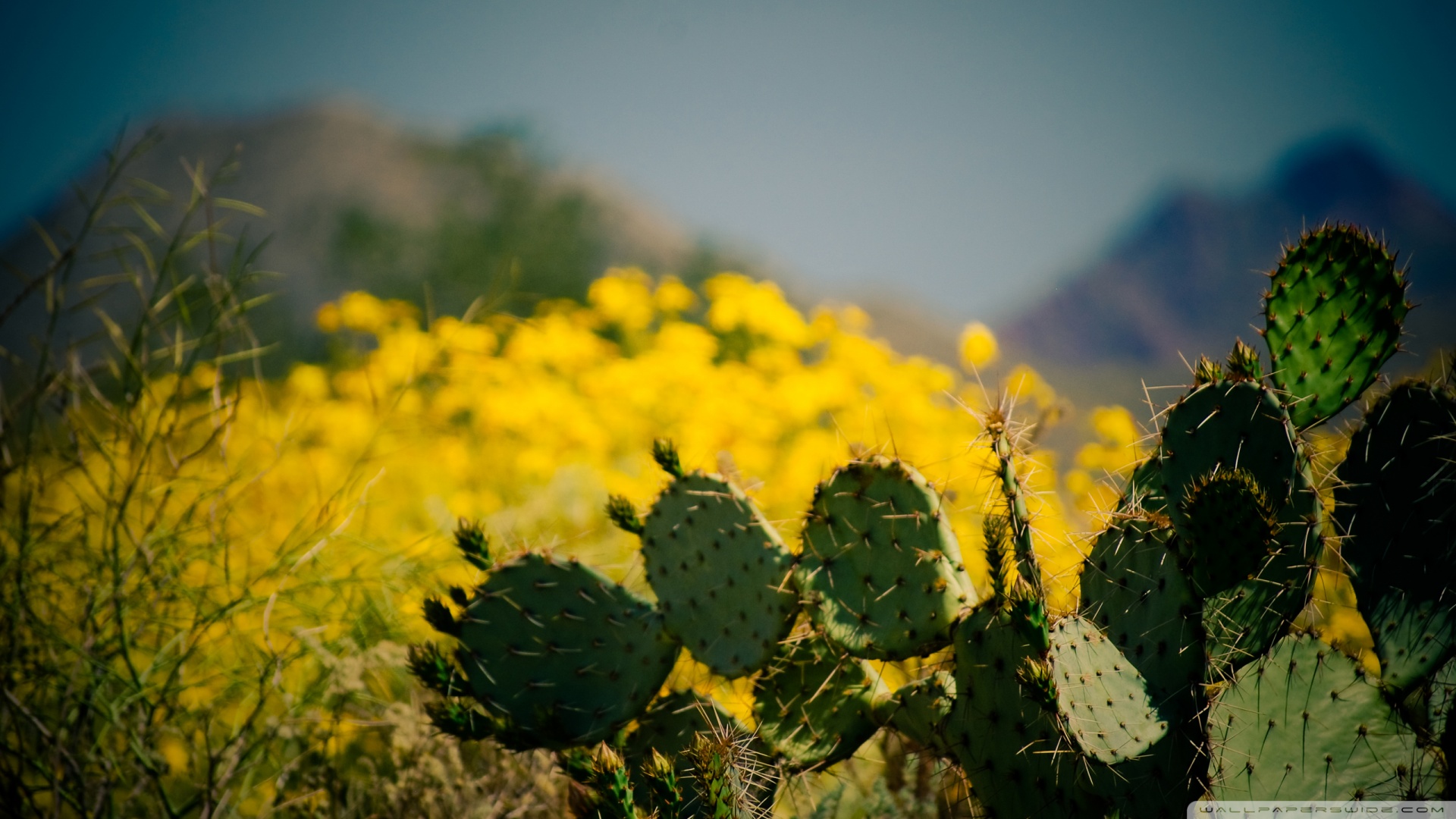 Cactus Taliesin West Scottsdale Arizona Wallpaper