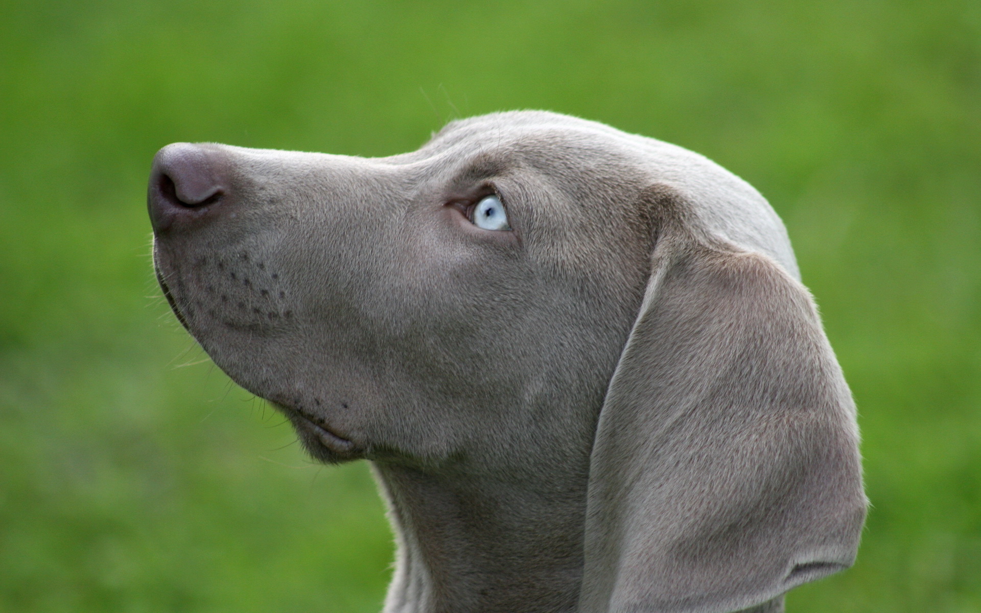 Explore The Collection Dogs Animal Weimaraner